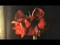 Time Lapse: Amaryllis (explicit lyrics)