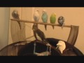 parakeets and a cockatiel enjoying some music
