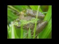 A video showing some color variations of the Eastern Cricket Frog. Some of these may be Blanchard's Cricket Frogs but I'm unsure how to tell them apart from Easterns.