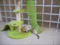 Five ragdoll kitten playing in \"green zone\" Five ragdoll kitten playing in \"green zone\"