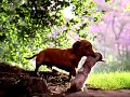 Petsmart Bobo Commercial