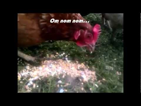 how to eliminate eggs from diet