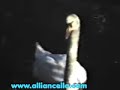 Camille Saint-Saëns The Swan Viktoria Matiesen- Gantchikova