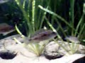 Otopharynx lithobates femea