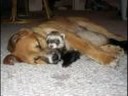 Animals!2