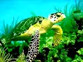 here is a beautiful song by frankie avalon from a famous movie of the same name, chosen to illustrate the beauty of the 