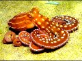 here is a beautiful song by frankie avalon from a famous movie of the same name, chosen to illustrate the beauty of the 