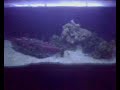 Briga entre ciclideo africano e camarão e camarão macrobrachium em aquario falso marinho. 
