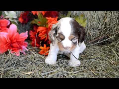Cowboy AKC Male Chocolate Merle Parti Cocker Spaniel Puppy for sale
