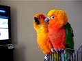 Marley & Cera Sun/Jenday Conures Part 8