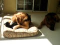 Jake playing with his new bear