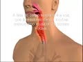 O CORPO HUMANO