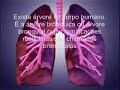 O CORPO HUMANO
