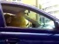 cane passeggero