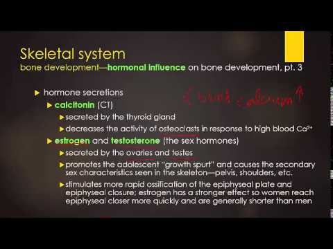 skeletal renewal -