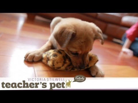 eHowPets - Get more training tips from Victoria: http://www.youtube.com/playlist?list=PL0C724F6F6A597540 Follow eHow Pets for more: http://www.youtube.com/subscription_...