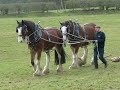 Clydesdales and Shire Horses In The UK Clydesdales and Shire Horses In The UK