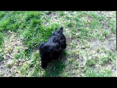 Serverus The Dilute Black Cockapoo Puppy Playing