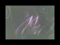 And One-Panzermensch Live in Buenos Aires And One-Panzermensch Live in Buenos Aires