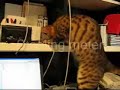 Bengal cat burgler