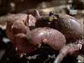 Ameisen essen Waldkrebs (Ants eating an Crab)