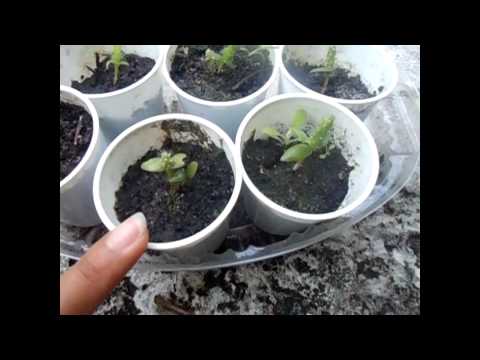 how to replant prickly pear cactus