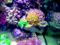 my 75 gallon reef tank