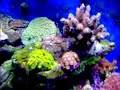 my 75 gallon reef tank