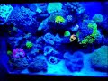 my 75 gallon reef tank