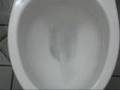 videos de Non American Toilet