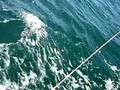 Navigation à la voile sous spi