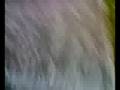 videos de Viau ? Pauleti ?