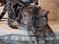 甘えん坊猫(=^・^=) spoiled child cat