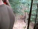 zipline