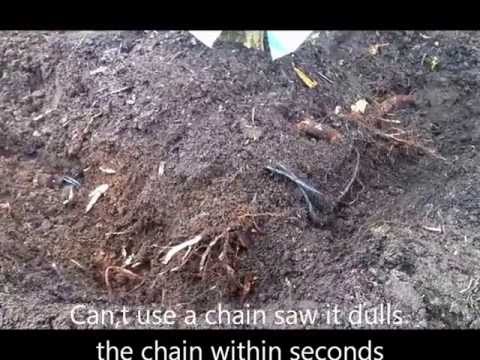 how to replant uprooted tree