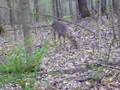 Deer-near-bike-trail