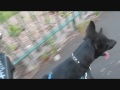 Click here to watch this video Elvis, dogs and bike part one.