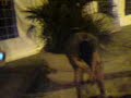 Cufta rigoleta