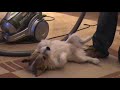 Jack Russell Loves The Hoover