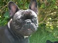 Franse bulldog bickel