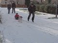 staffordshire bull terrier pulls sledge