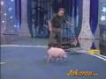 trained pig / porc ensinistrat / cerdo adiestrado