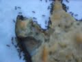 Ants busting a pizza Ants busting a pizza