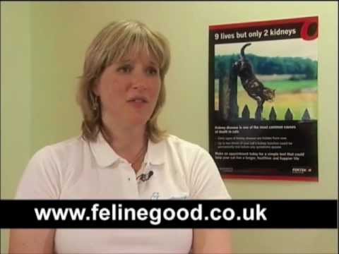 how to treat ckd in cats