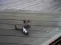 Squirrel Playing Dead