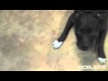 BOBJENZ VLOG: Crazy Pit Bull Ready For A Walk!!!