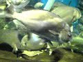 Acuarium Hekinan Acuarium Hekinan