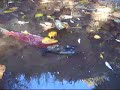 dying sockeye salmon