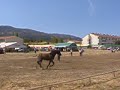 Feria del Caballo de Piedrahita 2006