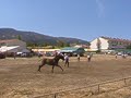 Feria del Caballo de Piedrahita 2006